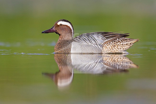 Garganey (Anas querquedula), side view of an adult male swimming in the water, Campania, Italy stock-image by Agami/Saverio Gatto,