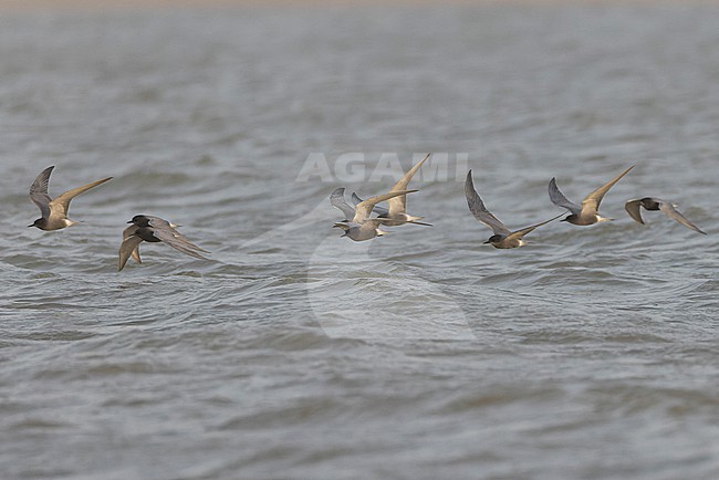 Flock of Black Terns (Chlidonias niger) in adult winter and summer plumage in flight. stock-image by Agami/David Monticelli,