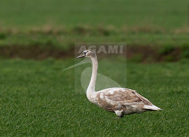 First winter Mute Swan (Cygnus olor) showing active moult towards adult like plumage. Wintering in meadow in Overijssel, Netherlands. stock-image by Agami/Edwin Winkel,