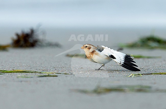 Snow Bunting (Plectrophenax nivalis) resting on a beach in Finland during autumn. stock-image by Agami/Dick Forsman,