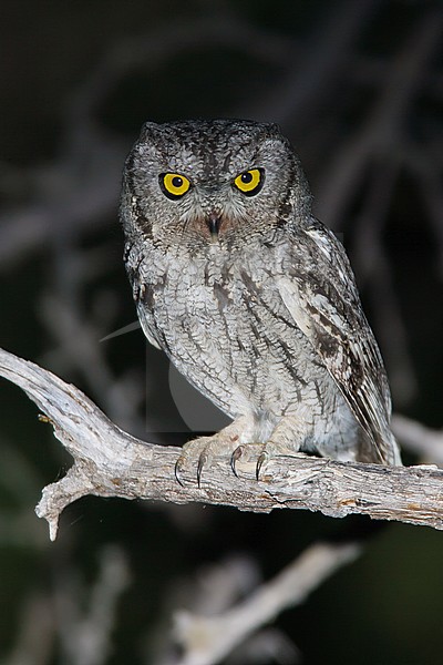 Adult
Pima Co., AZ
April 2009 stock-image by Agami/Brian E Small,