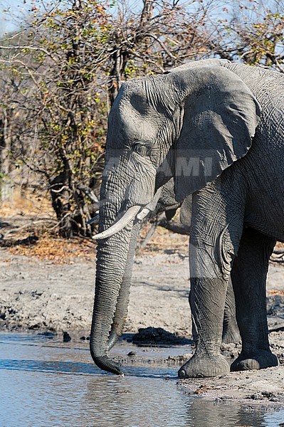 African elephants, Loxodonta africana, drinking at a waterhole. Okavango Delta, Botswana. stock-image by Agami/Sergio Pitamitz,