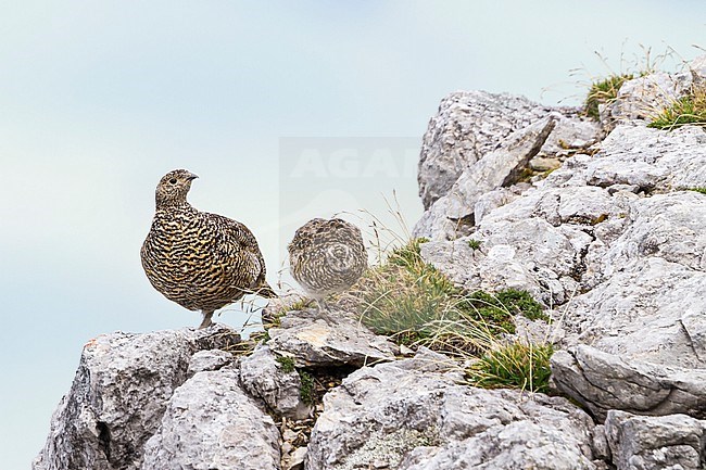 Rock Ptarmigan - Alpenschneehuhn - Lagopus muta ssp. helvetica, Germany, adult female with chick stock-image by Agami/Ralph Martin,