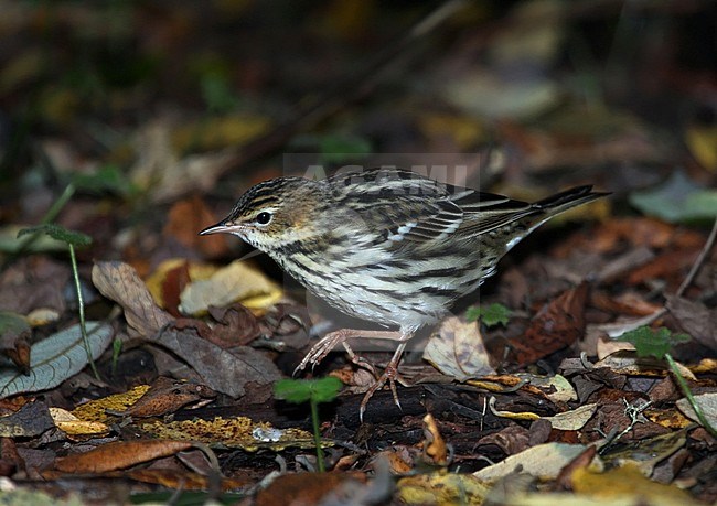 Vagrant Pechora Pipit (Anthus gustavi) during early October on Ouessant Island in France. Walking on the ground. stock-image by Agami/Aurélien Audevard,