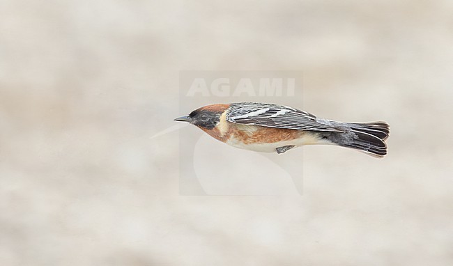 Bay-breasted Warbler, Setophaga castanea, migrating past Tadoussac, Quebec. A migration hotspot in Canada. stock-image by Agami/Ian Davies,