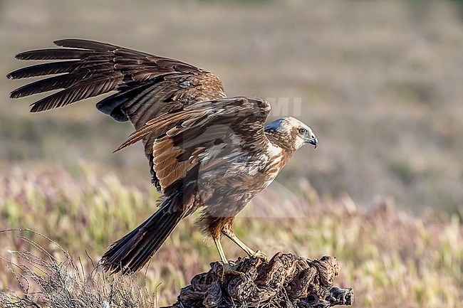 A female Marsh Harrier just landed on a thrunk stock-image by Agami/Onno Wildschut,