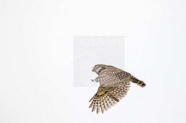 Pacific pygmy owl (Glaucidium peruanum) in Peru. Also known as Peruvian pygmy owl. stock-image by Agami/Pete Morris,