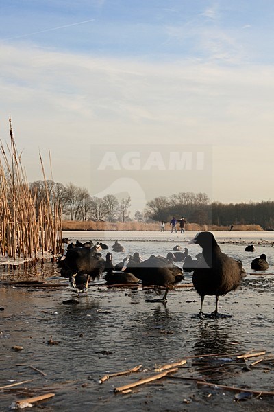Rivier de Vecht met wak met meerkoeten Nederland, River de Vecht with hole in ice with coots Netherlands stock-image by Agami/Wil Leurs,
