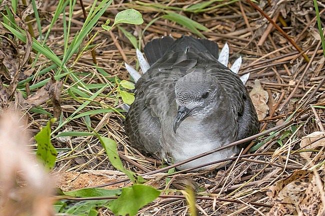 Herald petrel (Pterodroma heraldica). Photographed during a Pitcairn Henderson and The Tuamotus expedition cruise. Resting on the ground. stock-image by Agami/Pete Morris,