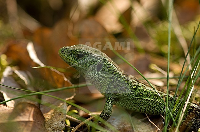 Groen mannetje Zandhagedis; Green male Sand lizard stock-image by Agami/Wil Leurs,