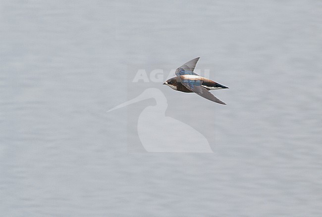 Vagrant White-throated Needletail (Hirundapus caudacutus) in Scotland stock-image by Agami/Josh Jones,