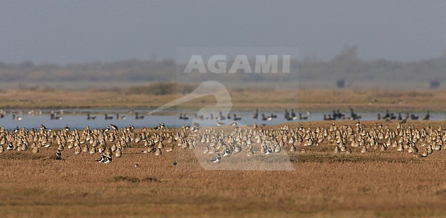 Overwinterende goudplevieren en rotganzen op de Slikken van Flakkee. stock-image by Agami/Jacques van der Neut,