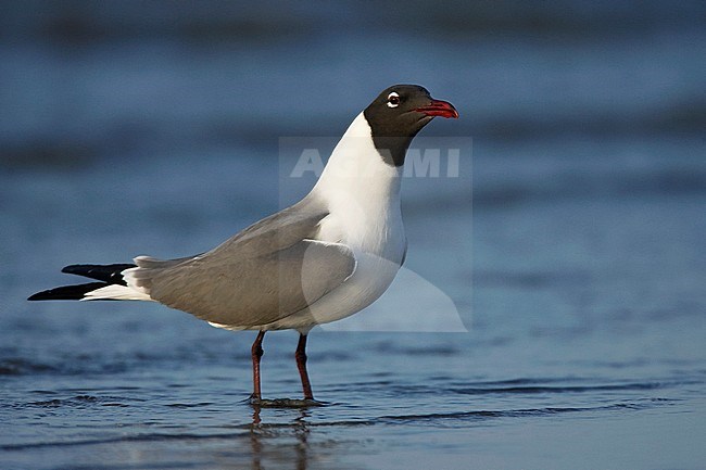 Adult breeding 
Galveston Co., TX, 
April 2007 stock-image by Agami/Brian E Small,