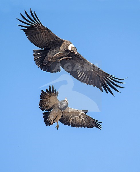 Female Andean Condor (Vultur gryphus) and Black-chested Buzzard-Eagle (Geranoaetus melanoleucus) fighting during flight, Patagonia, Argentina, South-America. stock-image by Agami/Steve Sánchez,