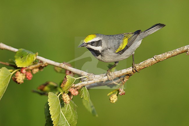 Adult male Golden-winged Warbler (Vermivora chrysoptera)
Galveston Co., Texas stock-image by Agami/Brian E Small,