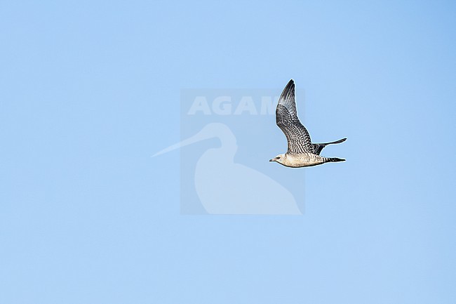  stock-image by Agami/Menno van Duijn,