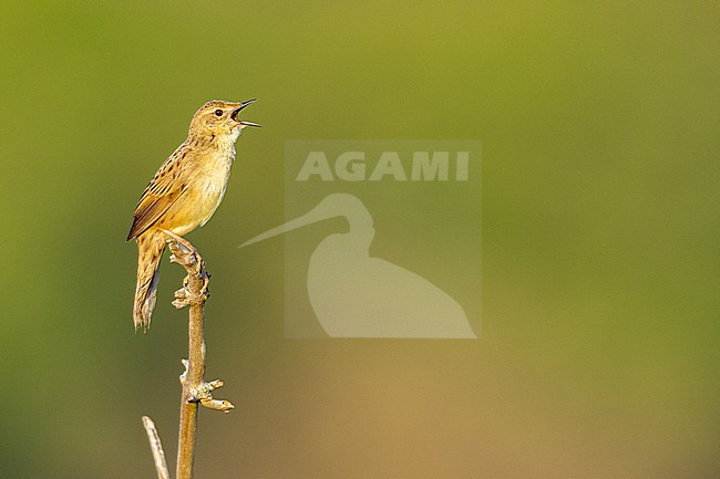  stock-image by Agami/Menno van Duijn,