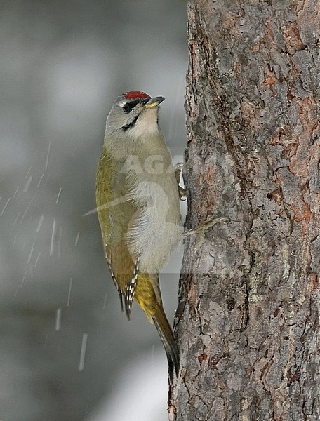 Grey-headed Woodpecker, Picus canus stock-image by Agami/Jari Peltomäki,