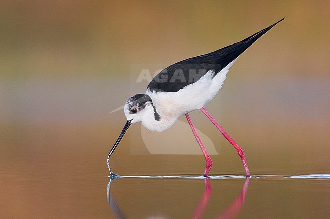 Black-winged Stilt (Himantopus himantopus), side view of an adult male walking in the water, Campania, Italy stock-image by Agami/Saverio Gatto,