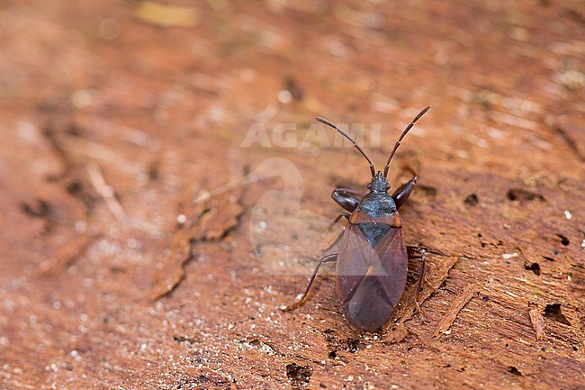 Gastrodes crossipes - Pine cone bug - Kiefernzapfenwanze, Germany (Baden-Württemberg), imago stock-image by Agami/Ralph Martin,