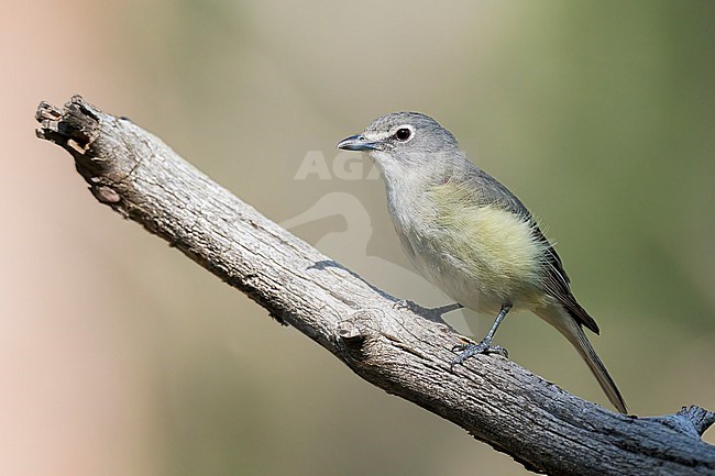 Adult
Boulder Co., CO
June 2023 stock-image by Agami/Brian E Small,
