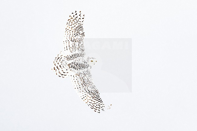 Snowy Owl (Bubo scandiacus) in snow covered landscape in Ontario Canada. stock-image by Agami/Marcel Burkhardt,