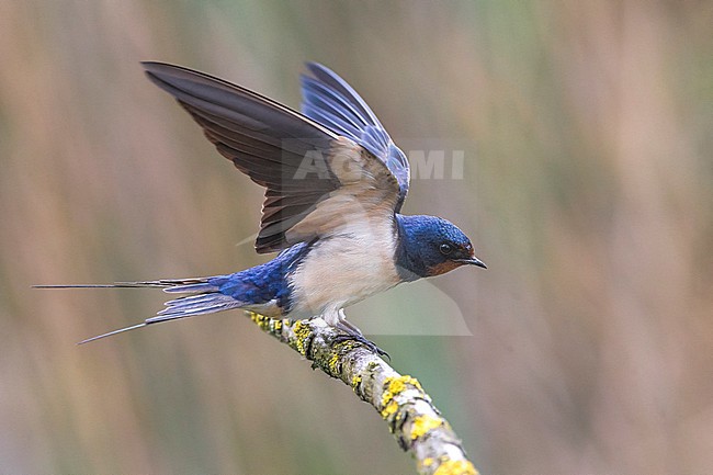 Adult Barn Swallow (Hirundo rustica) balancing on a moss covered twig, with wings raised. stock-image by Agami/Daniele Occhiato,