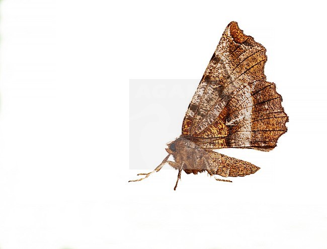 Early Thorn, Selenia dentaria stock-image by Agami/Wil Leurs,