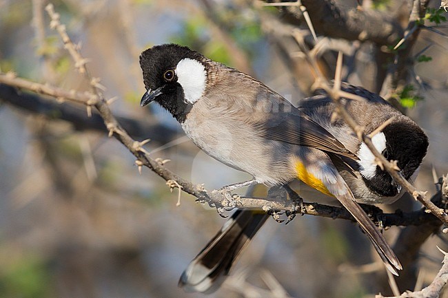 White-eared Bulbul, Couple perched on a branch, Khatmat Milalah, Al Batinah, Oman (Pycnonotus  leucotis) stock-image by Agami/Saverio Gatto,