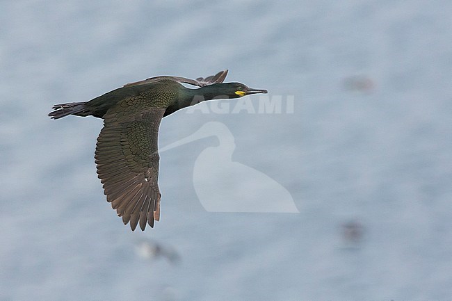 European Shag (Phalacrocorax aristotelis), adult in flight over the sea stock-image by Agami/Saverio Gatto,