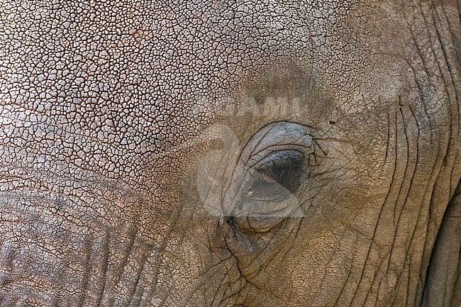 The eye of an African elephant, Loxodonta Africana, Samburu, Kenya. Kenya. stock-image by Agami/Sergio Pitamitz,