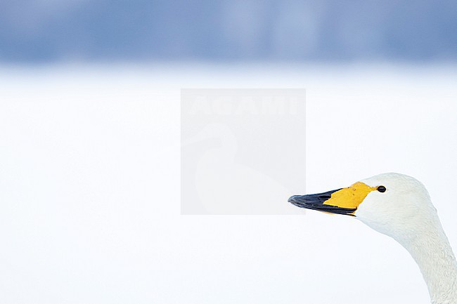 Whooper Swan (Cygnus cygnus) in winter surronding. stock-image by Agami/Marcel Burkhardt,