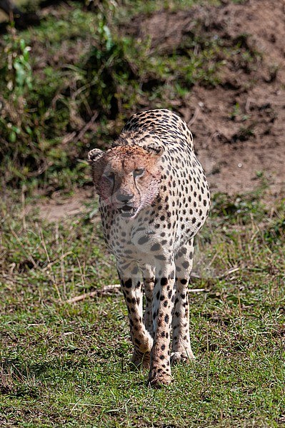 Portrait of a cheetah, Acinonyx jubatus. Masai Mara National Reserve, Kenya. stock-image by Agami/Sergio Pitamitz,