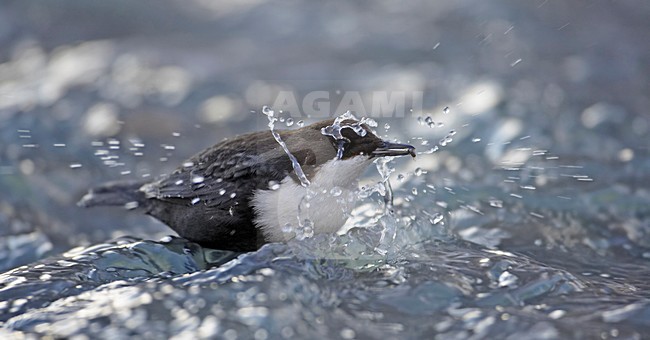 White-throated Dipper swimming in river; Waterspreeuw zwemmend in rivier stock-image by Agami/Markus Varesvuo,