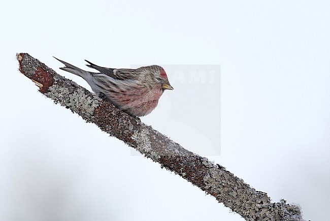 Mealy Redpoll (Acanthis flammea flammea), male at Kaamanen, Ivalo in Finland. stock-image by Agami/Helge Sorensen,