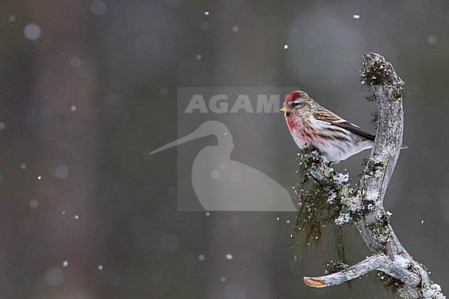 Grote Barmsijs in de sneeuw; Mealy Redpoll in the snow stock-image by Agami/Chris van Rijswijk,