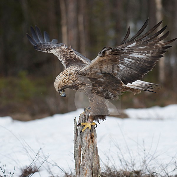 Steenarend met gestrekte vleugels op paal, Golden Eagle with stretched wings on a pole stock-image by Agami/Han Bouwmeester,