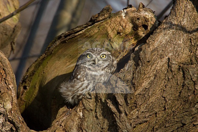 Little Owl in old willow tree, Steenuil in oude wilgenboom stock-image by Agami/Arie Ouwerkerk,