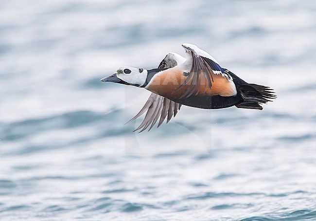 Steller's Eider (Polysticta stelleri) wintering in harbor of Vadso in arctic Norway. stock-image by Agami/Marc Guyt,