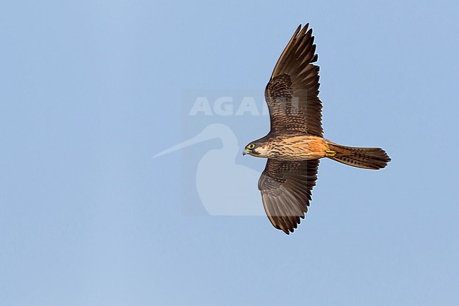Eleonora's Falcon (Falco eleonorae), light morph adult in flight stock-image by Agami/Saverio Gatto,