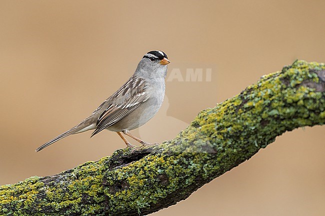 Adult 
Santa Barbara Co., CA
November 2022 stock-image by Agami/Brian E Small,