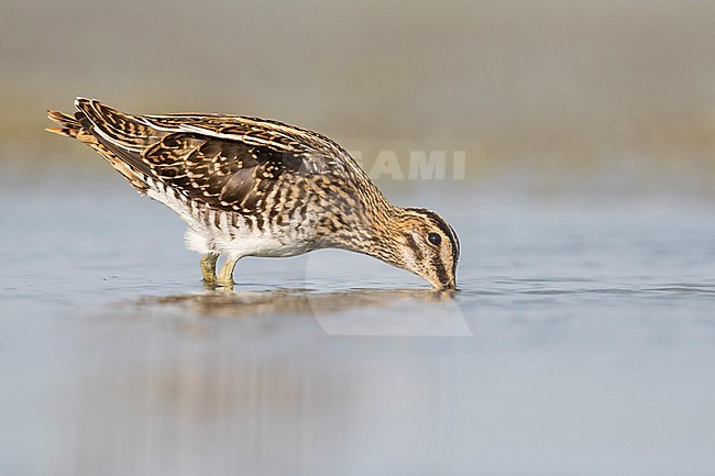 Common Snipe - Bekassine - Gallinago gallinago, Germany, adult stock-image by Agami/Ralph Martin,