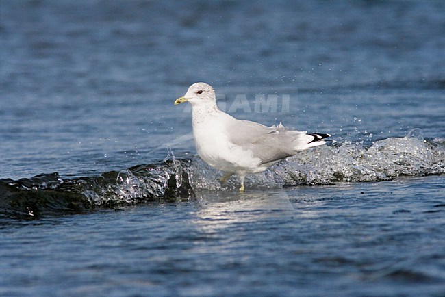 Stormmeeuw in de branding; Mew Gull in the surf stock-image by Agami/Arnold Meijer,