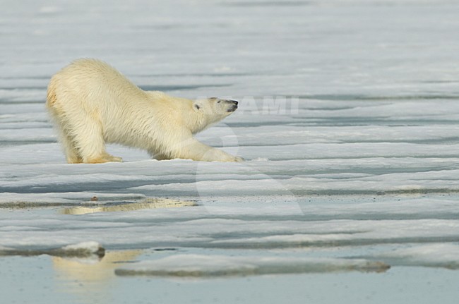 Mannetje IJsbeer, Male Polar Bear stock-image by Agami/Danny Green,