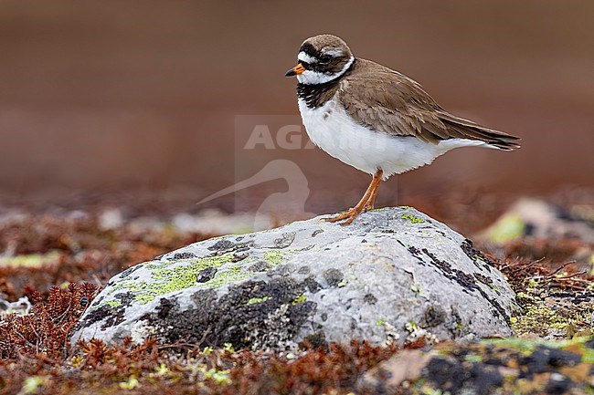 Common Ringed Plover (Charadrius hiaticula) on the tundra of Norway. stock-image by Agami/Daniele Occhiato,