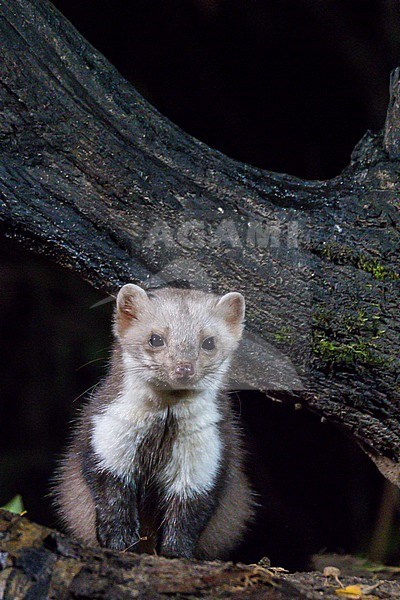 Stone, Marten itaken from the front from under a dead tree. The picture is taken at night. The background is black. potrait picture. stock-image by Agami/Hans Germeraad,