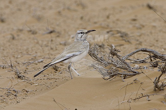 Witbandleeuwerik volwassen staand; Greater Hoopoe Lark adult standing stock-image by Agami/Daniele Occhiato,