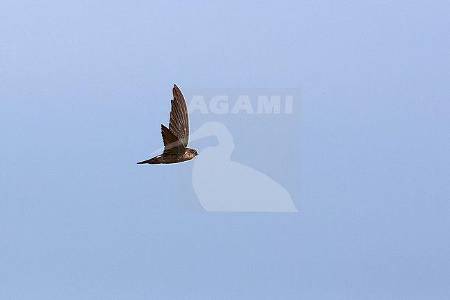 Edible-nest Swiftlet (Aerodramus fuciphagus) flying against a blue sky as a background stock-image by Agami/Tomas Grim,