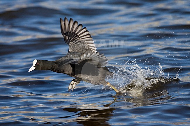 Eurasian Coot running on the water; Meerkoet rennend over het water stock-image by Agami/Marc Guyt,