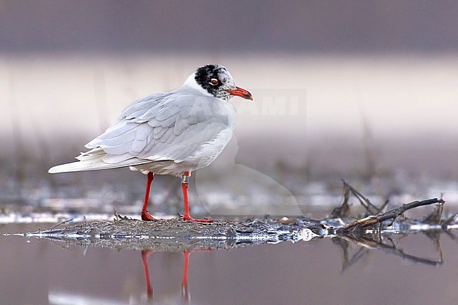 Mediterranean Gull (Ichthyaetus melanocephalus) in Italy. Banded adult moulting into breedingb plumage. stock-image by Agami/Daniele Occhiato,